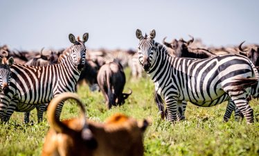 5 Days Adventure Safari: Kilimanjaro Hike, Tarangire, Ngorongoro, and Olduvai Gorg