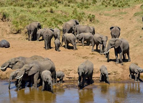 Top 5 Tanzania Safari Parks You Shouldn’t Miss