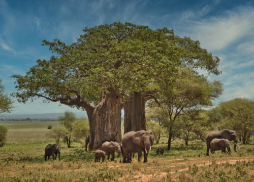 Best Tanzania Safari Parks: Serengeti, Ngorongoro, Tarangire & Beyond