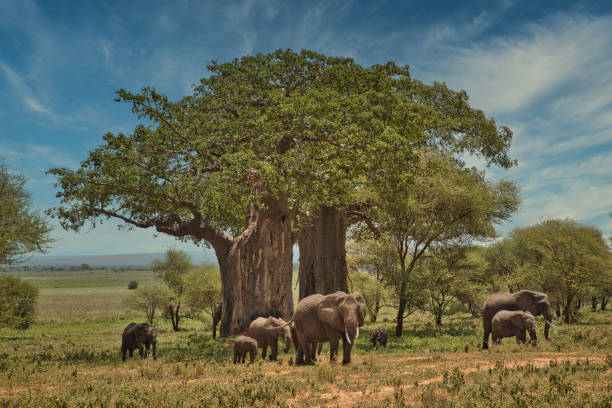 Tarangire National Park