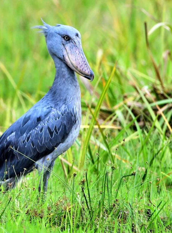 bird-watching-safaris-tanzania