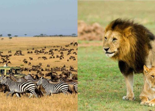 Kruger vs. Serengeti: Which Iconic African Safari Destination Reigns Supreme?